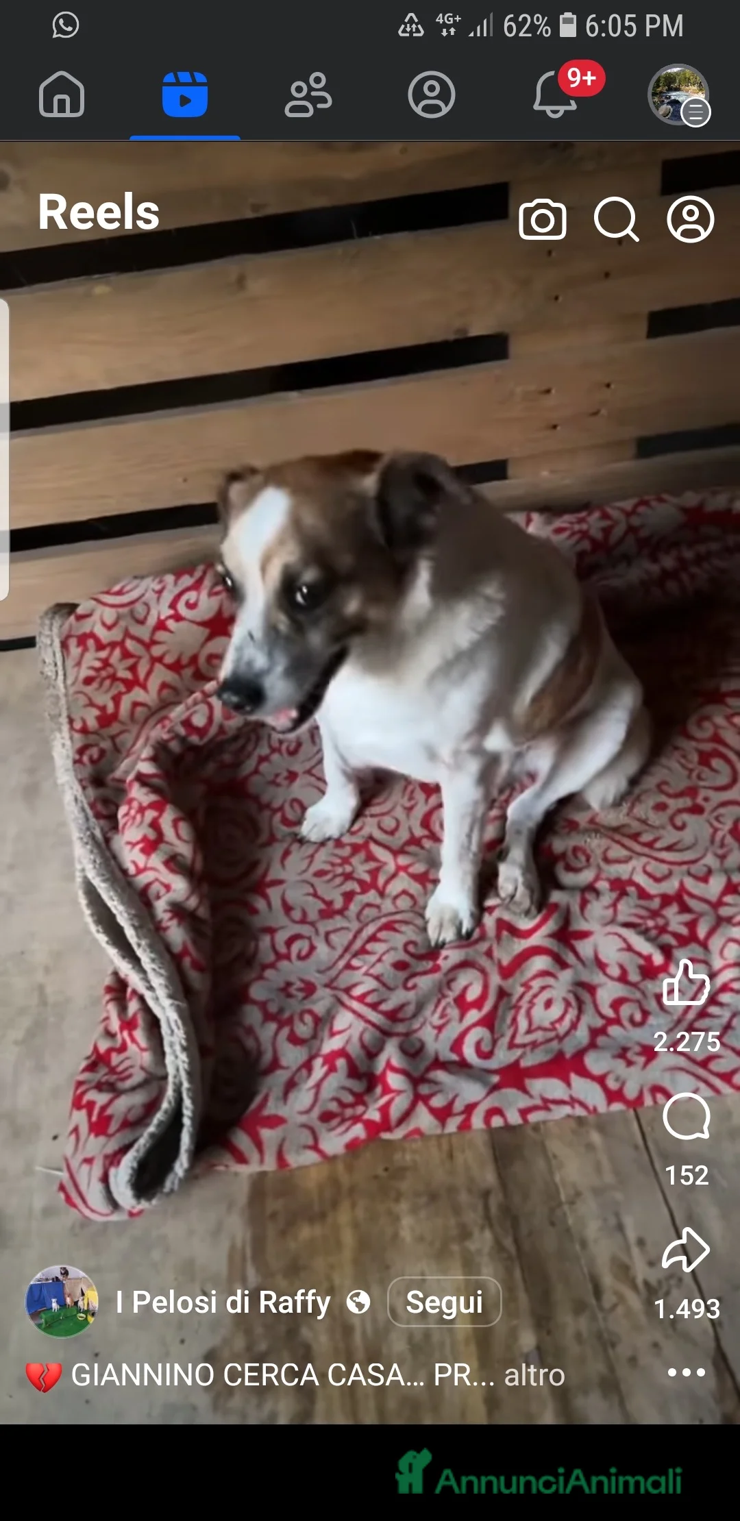 Meticcio cani in regalo: GIANNINO CERCA CASA… PRIMA CHE SIA TROPPO TARDI 💔 - Annuncio 1