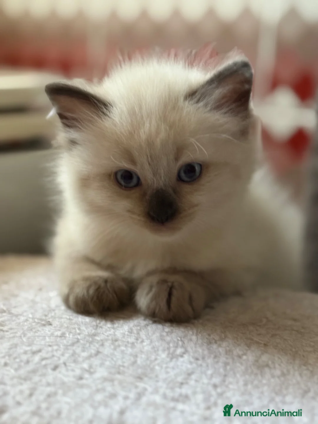 Ragdoll gatti in vendita: Ragdoll cuccioli a Provincia di Verona - Annuncio 1