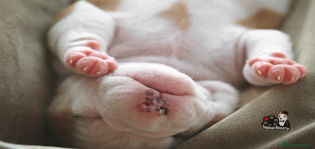 Immagine della galleria {{count}}