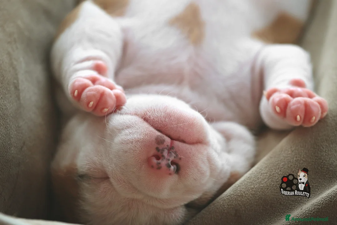 Immagine della galleria {{count}}