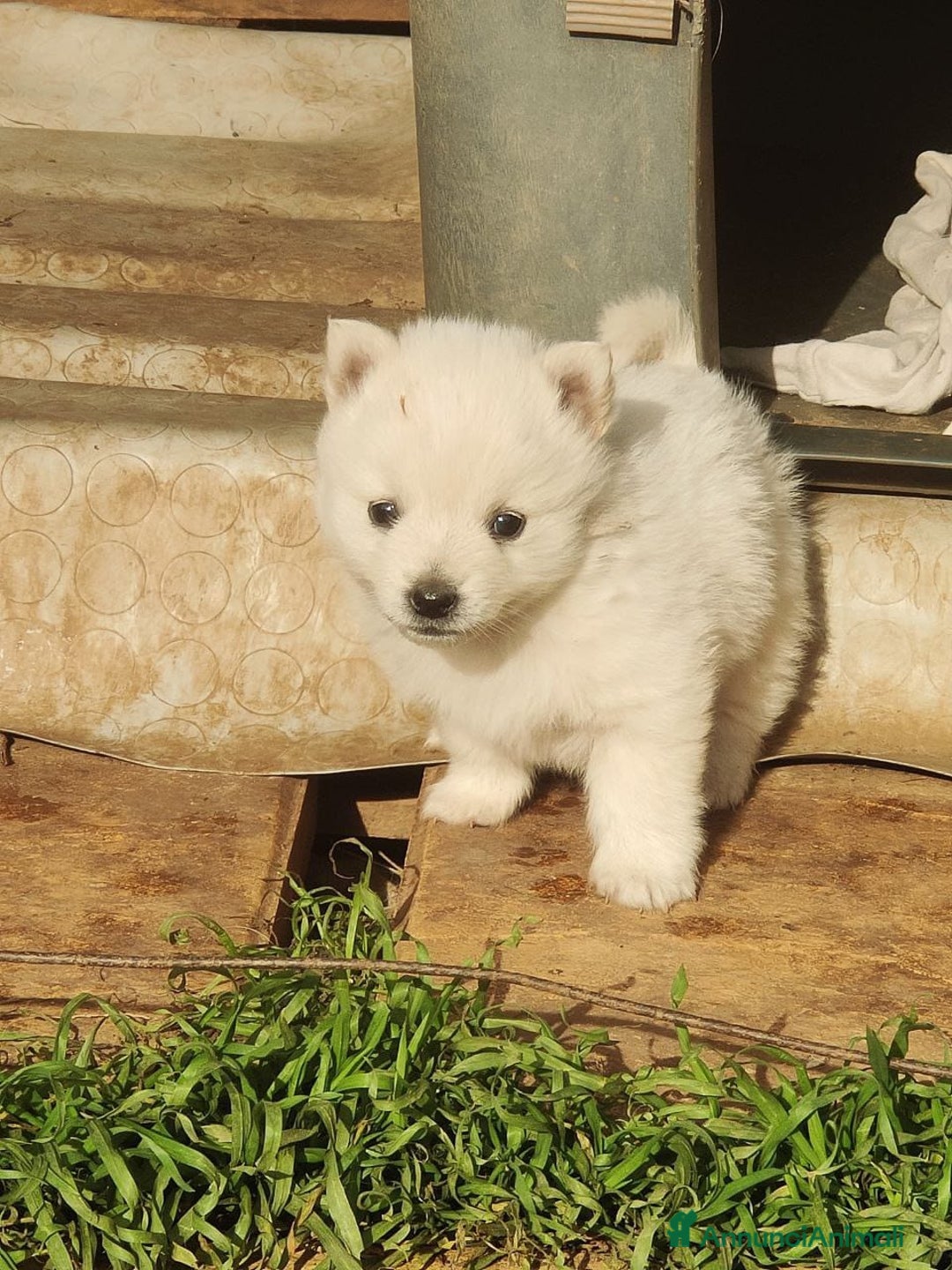 Volpino Italiano cani in vendita: cuccioli di volpino italiano  - Annuncio 2