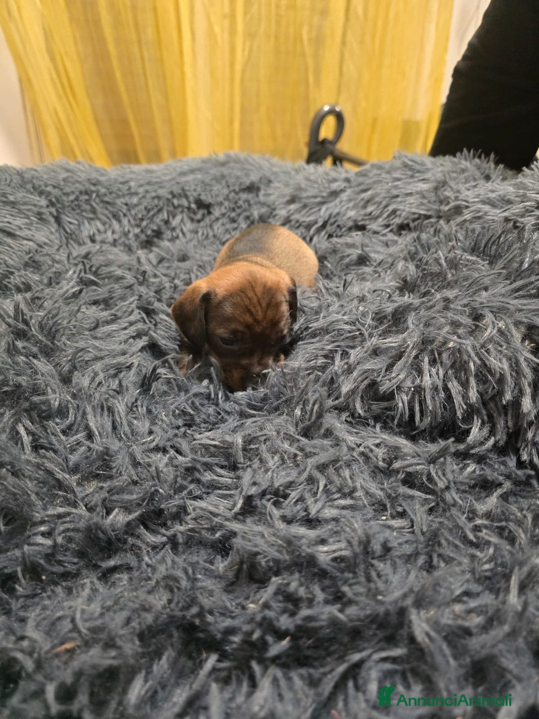 Bassotto cani in vendita: Cuccioli bassotto nano - Annuncio 5