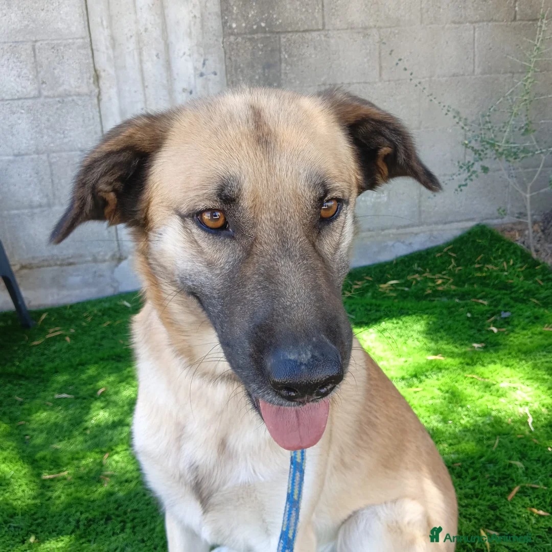 Meticcio cani in regalo: Jimmy - Annuncio 1