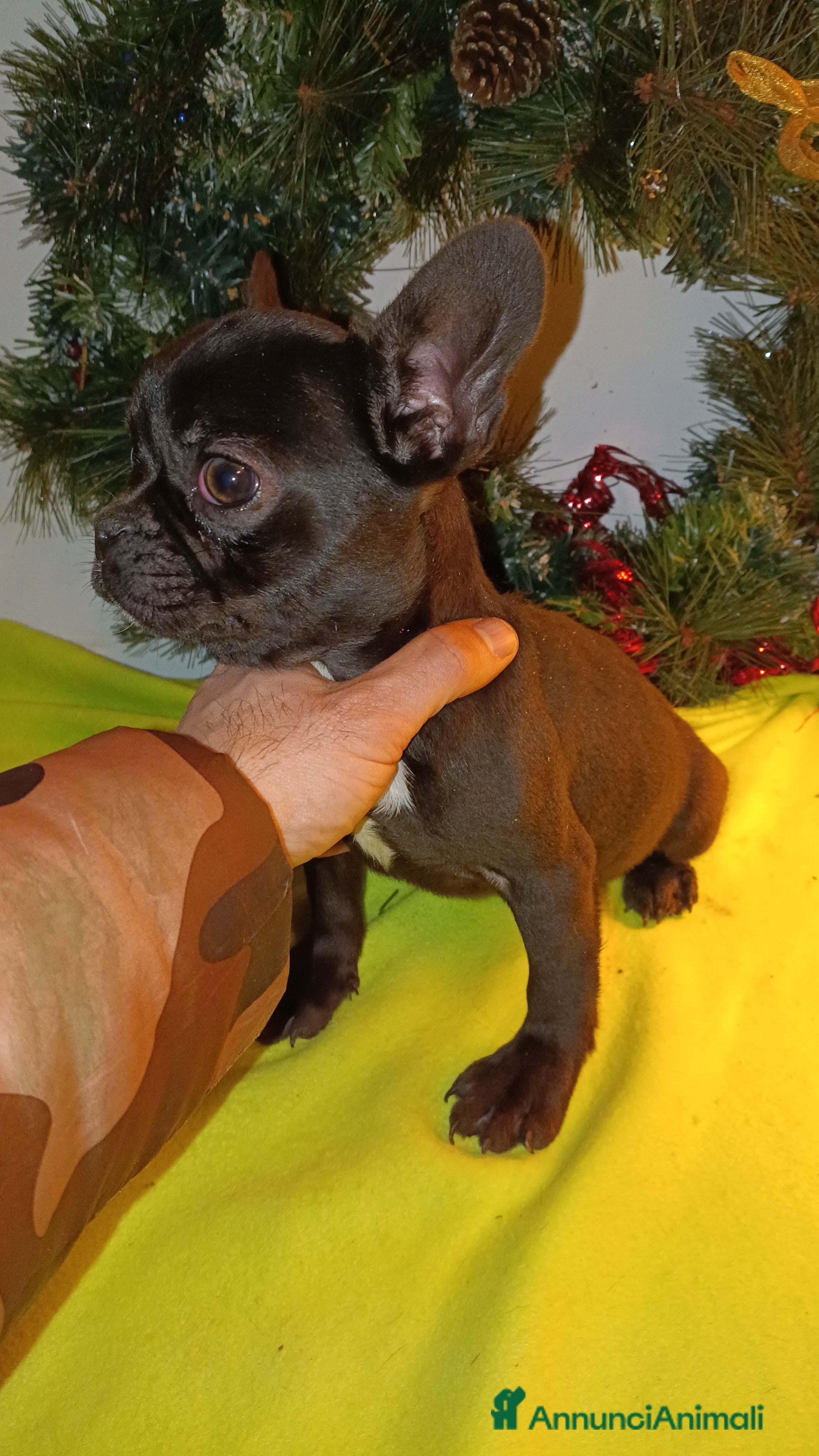 Bulldog Francese cani Bulldog francesi esotici - Annuncio 2