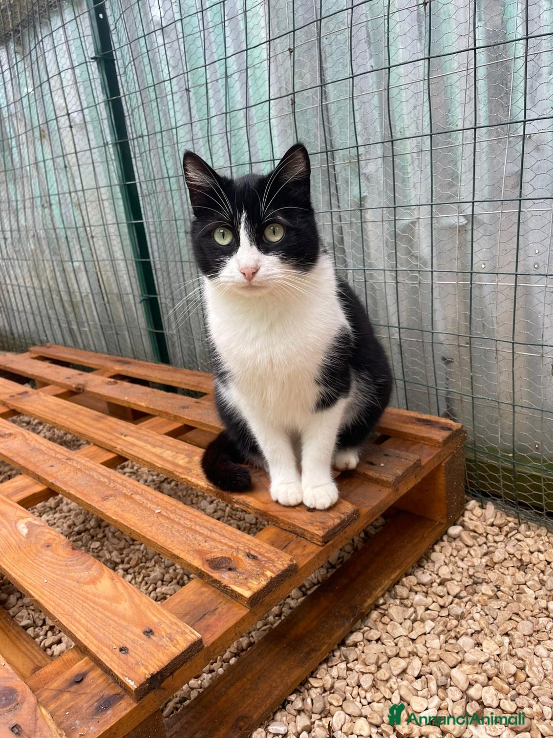 Meticcio gatti in regalo: LA BELLA PESCA - Annuncio 2