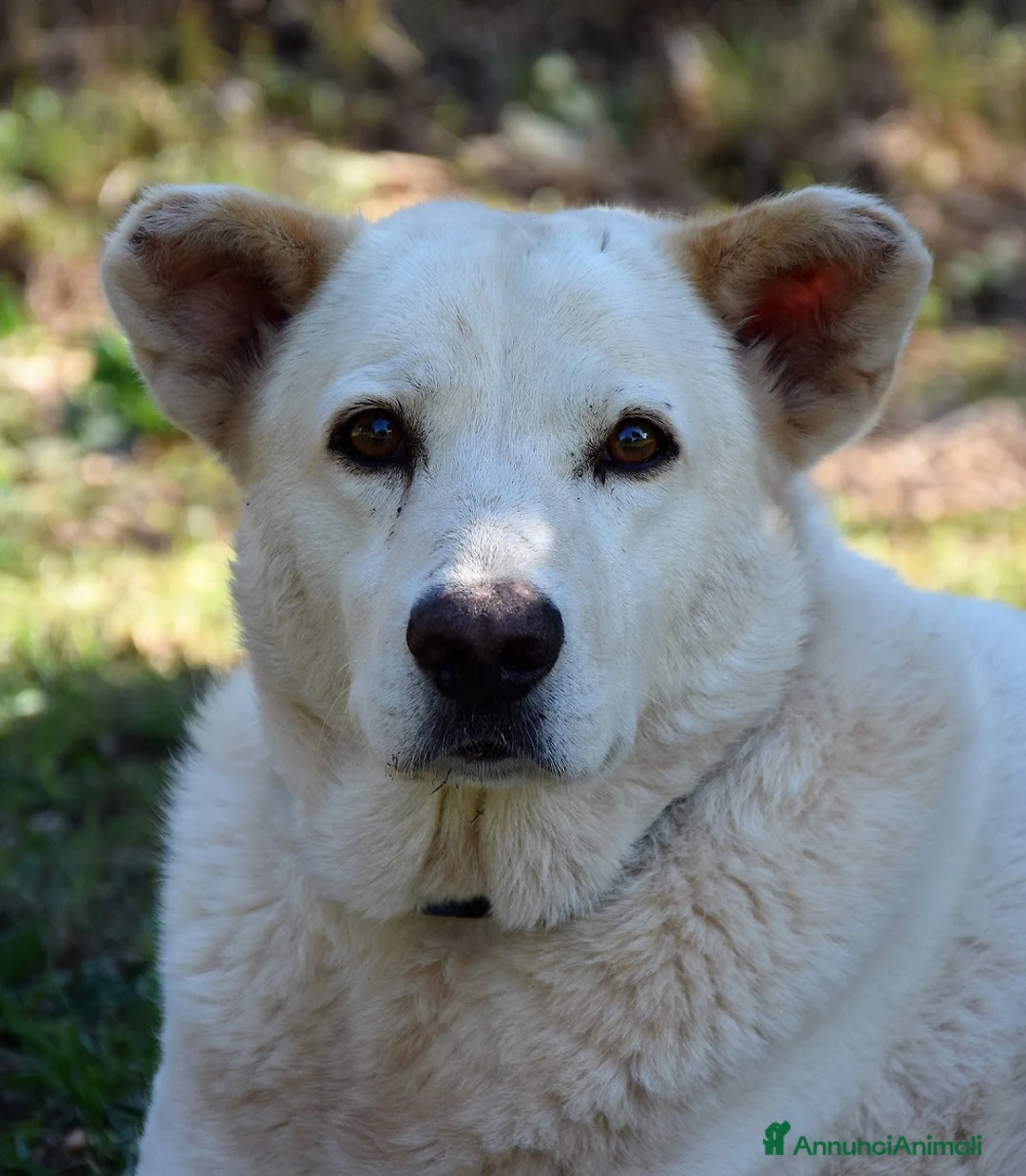 Meticcio cani in regalo: Baldo,un cuore grande per lui ci sara mai? a Pomezia - Annuncio 5