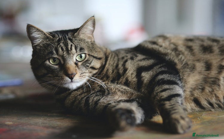 Altre razze gatti a Provincia di Pescara - Annuncio 17