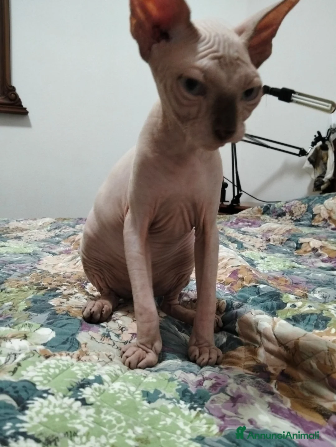 Sphynx gatti in vendita: Sphynx  - Annuncio 4