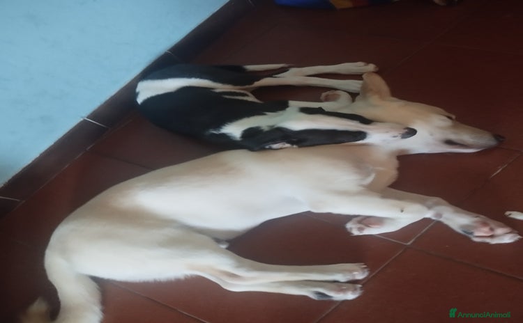 Meticcio cani - Annuncio 7