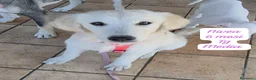 Meticcio cani in regalo: Urgenti famiglie per questi cuccioli  a Città Metropolitana di Bologna - Annuncio 4