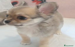 Chihuahua cani in vendita: Chihuahua Femmina a pelo lungo con Pedegree Enci  - Annuncio 9