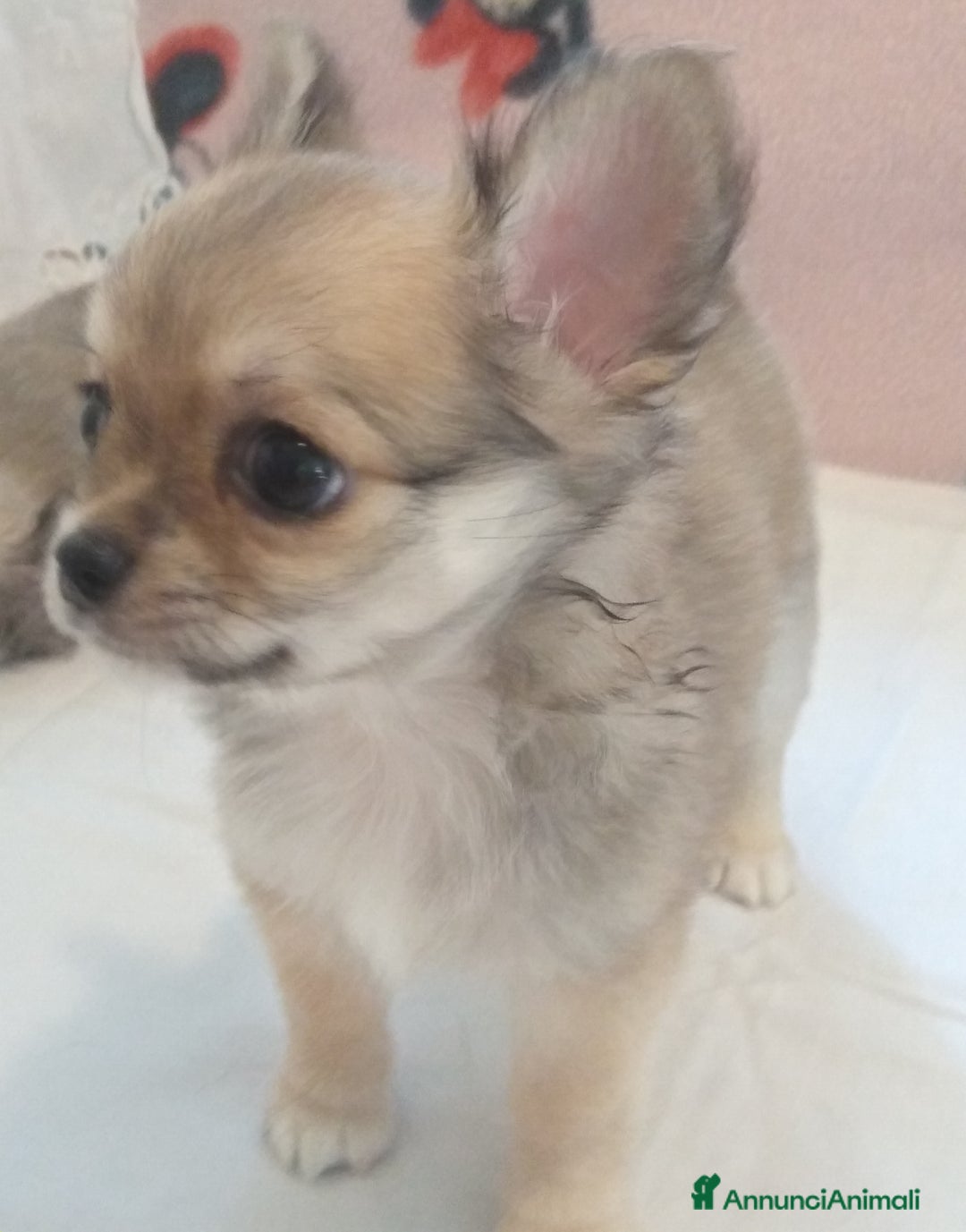 Chihuahua cani in vendita: Chihuahua Femmina a pelo lungo con Pedegree Enci  - Annuncio 9