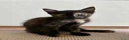Meticcio gatti in regalo: Regalo gattini  a Provincia di Vibo Valentia - Annuncio 14