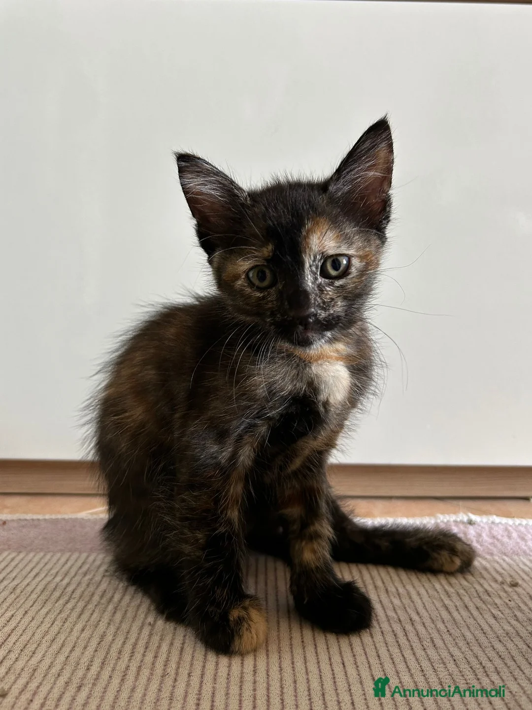 Meticcio gatti in regalo: Regalo gattini  a Provincia di Vibo Valentia - Annuncio 14