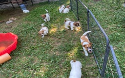 Jack Russell cani in vendita: Jack Russell pelo ruvido due mesi maschio a Città metropolitana di Milano - Immagine 4