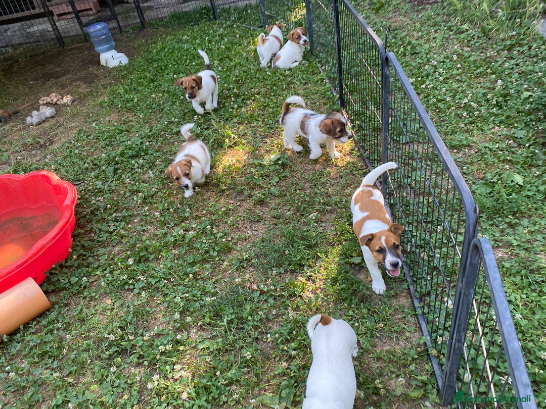 Jack Russell cani in vendita: Jack Russell pelo ruvido due mesi maschio a Città metropolitana di Milano - Immagine 4