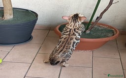 Bengala gatti in vendita: Brown Spotted  a Città metropolitana di Milano - Immagine 6