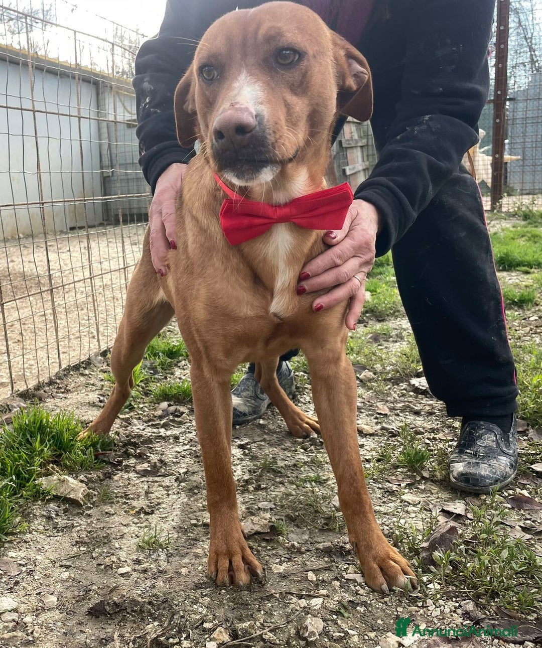 Meticcio cani in regalo: CORFU' CUCCIOLONE INVISIBILE a Provincia di Pistoia - Annuncio 7