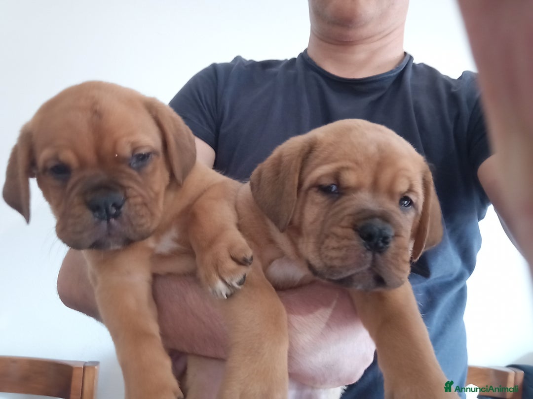Dogue de Bordeaux cani in vendita: Disponibili Cuccioli di Dogue de Bordeaux a Provincia di Modena - Immagine 4
