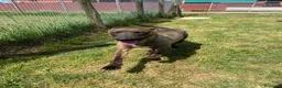 Pastore Belga cani in regalo: MALI DOLCE PASTORE MALINOIS 💥 - Annuncio 5