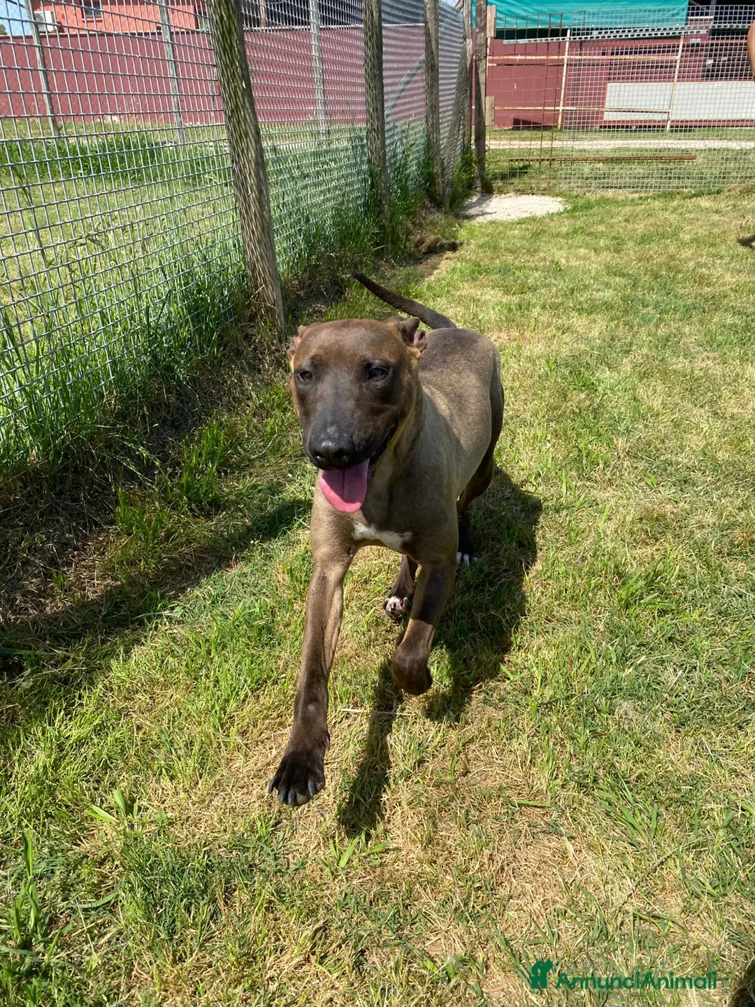 Pastore Belga cani in regalo: MALI DOLCE PASTORE MALINOIS 💥 - Annuncio 5