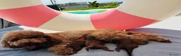 Barboncino Toy cani in vendita: Barboncini red - Annuncio 8