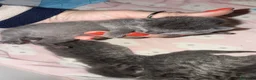 Scottish gatti in vendita: Gattini Scottish  a Città Metropolitana di Napoli - Annuncio 2