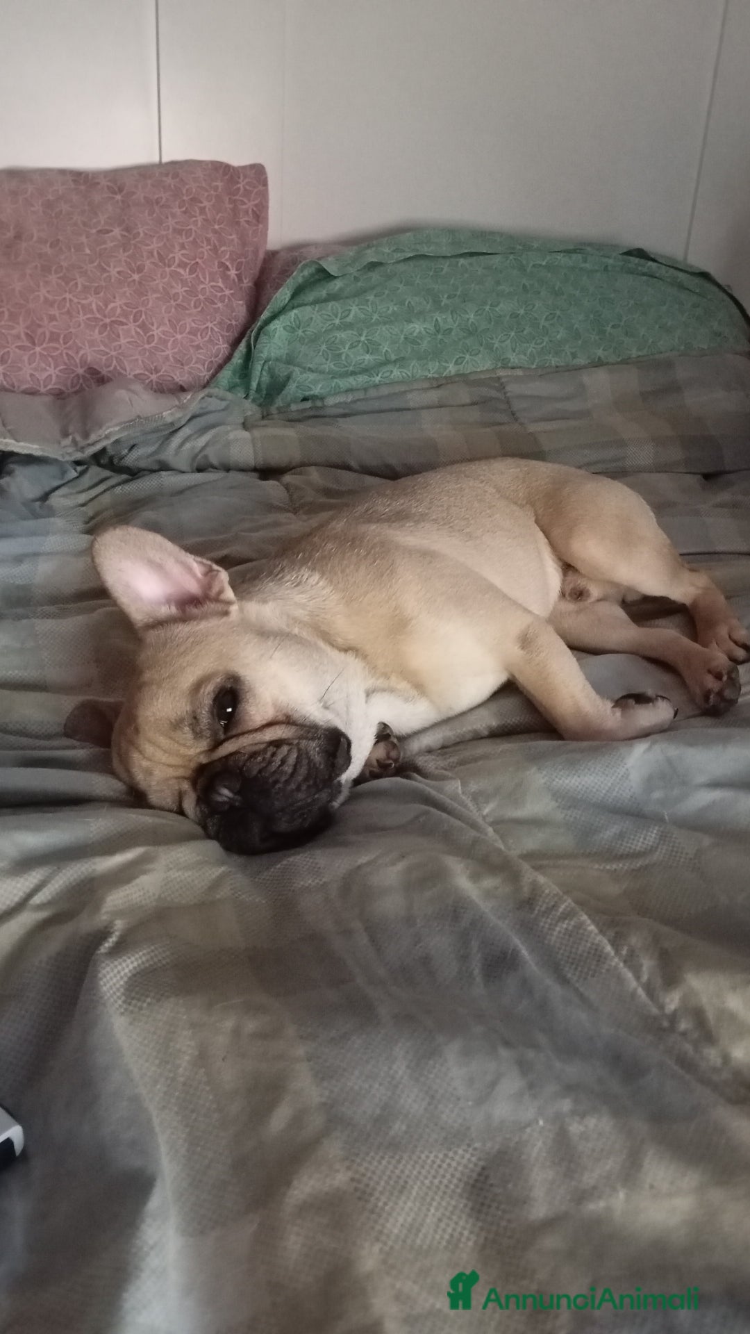 Bulldog Francese cani per accoppiamento: Cody Cerca Fidanzata a Provincia di Pavia - Immagine 4