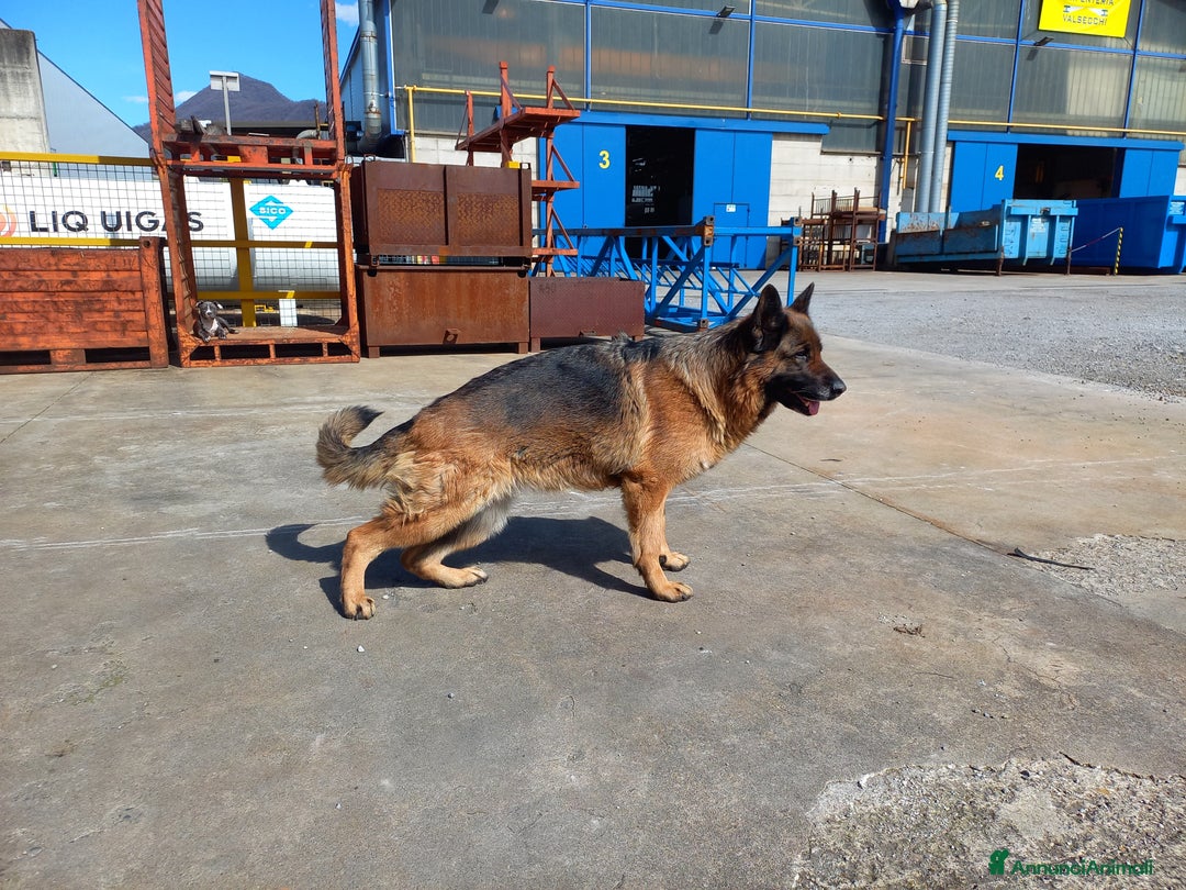 Pastore Tedesco cani in vendita: CUCCIOLI PASTORE TEDESCO a Provincia di Bergamo - Immagine 1