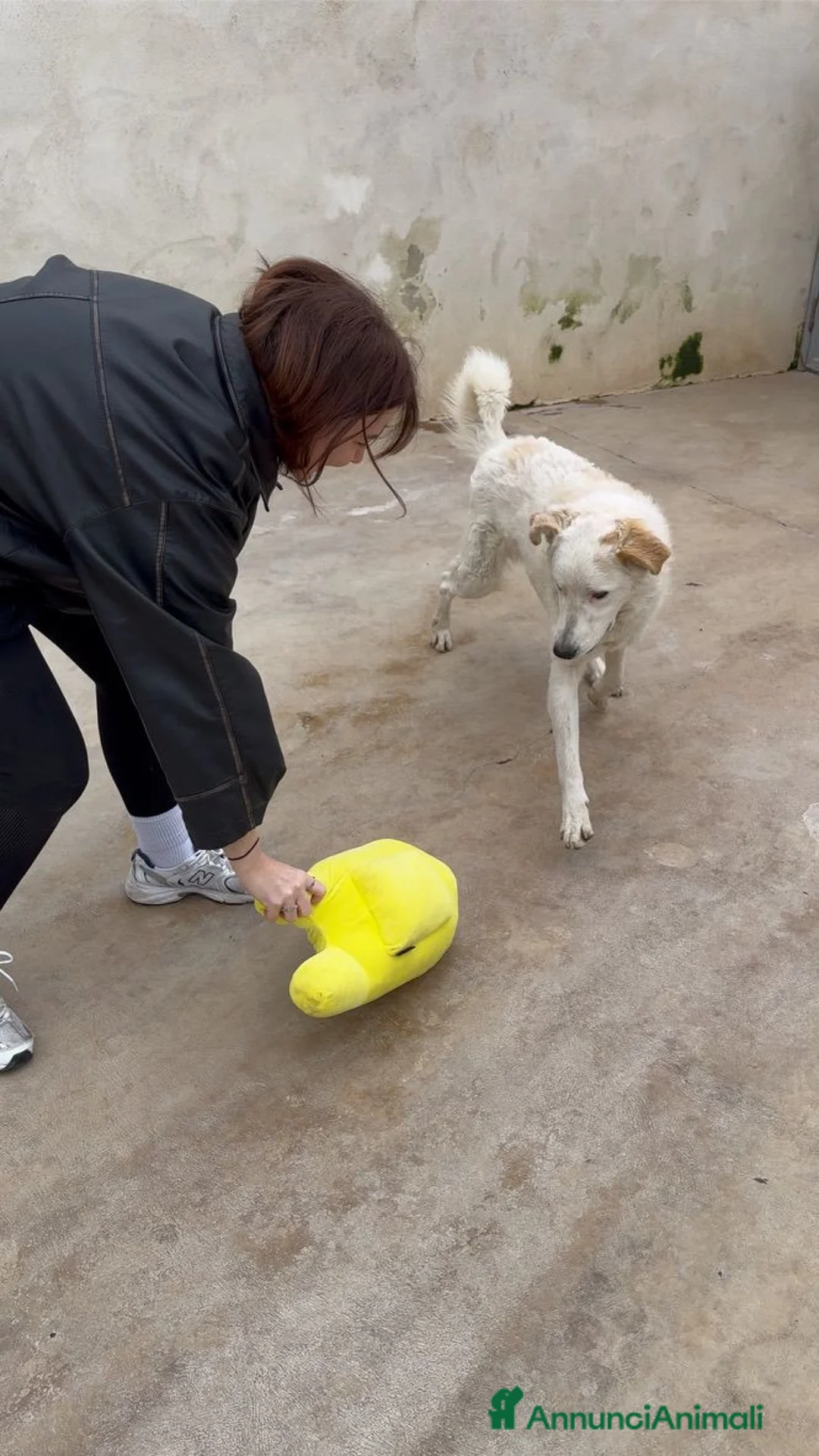 Meticcio cani in regalo: Ugo: cucciolone buonissimo con tutti  - Annuncio 9
