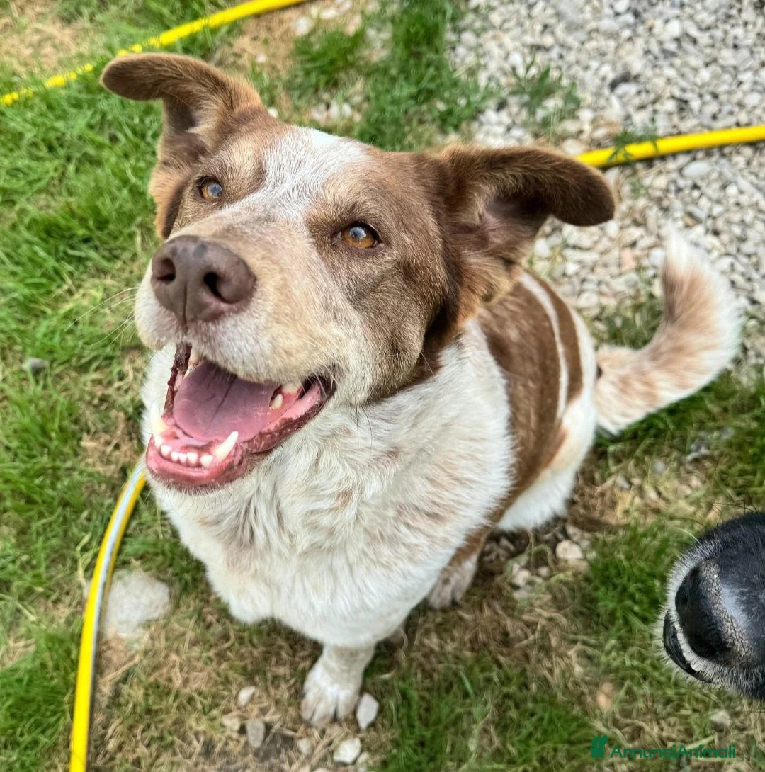 Meticcio cani in regalo: Kikka 4 anni Taglia media  - Annuncio 5