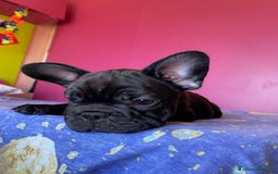 Bulldog Francese cani in vendita: 🐾🏡 Cuccioli di Bulldog Francese 🐾🏡 a Libero consorzio comunale di Agrigento - Immagine 6