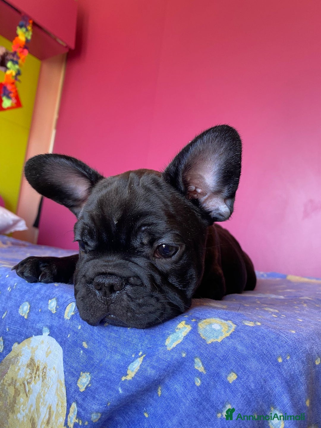 Bulldog Francese cani in vendita: 🐾🏡 Cuccioli di Bulldog Francese 🐾🏡 a Libero consorzio comunale di Agrigento - Immagine 6