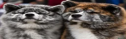 Akita Inu cani in vendita: Akita inu  - Annuncio 1