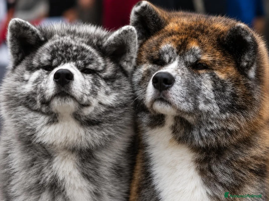 Akita Inu cani in vendita: Akita inu  - Annuncio 1