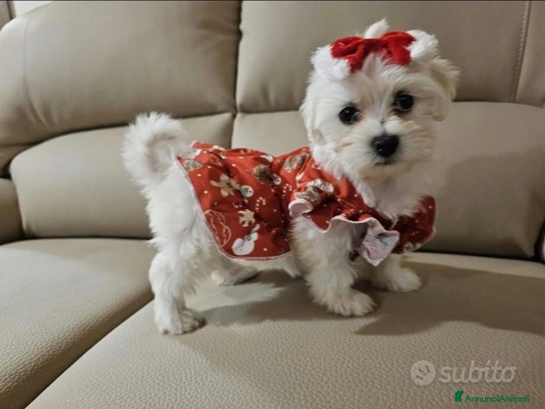 Maltese cani in vendita: Maltesi  - Annuncio 2