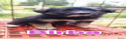 Meticcio cani in regalo: Cucciole femmine cercano adozione a Città Metropolitana di Torino - Annuncio 5