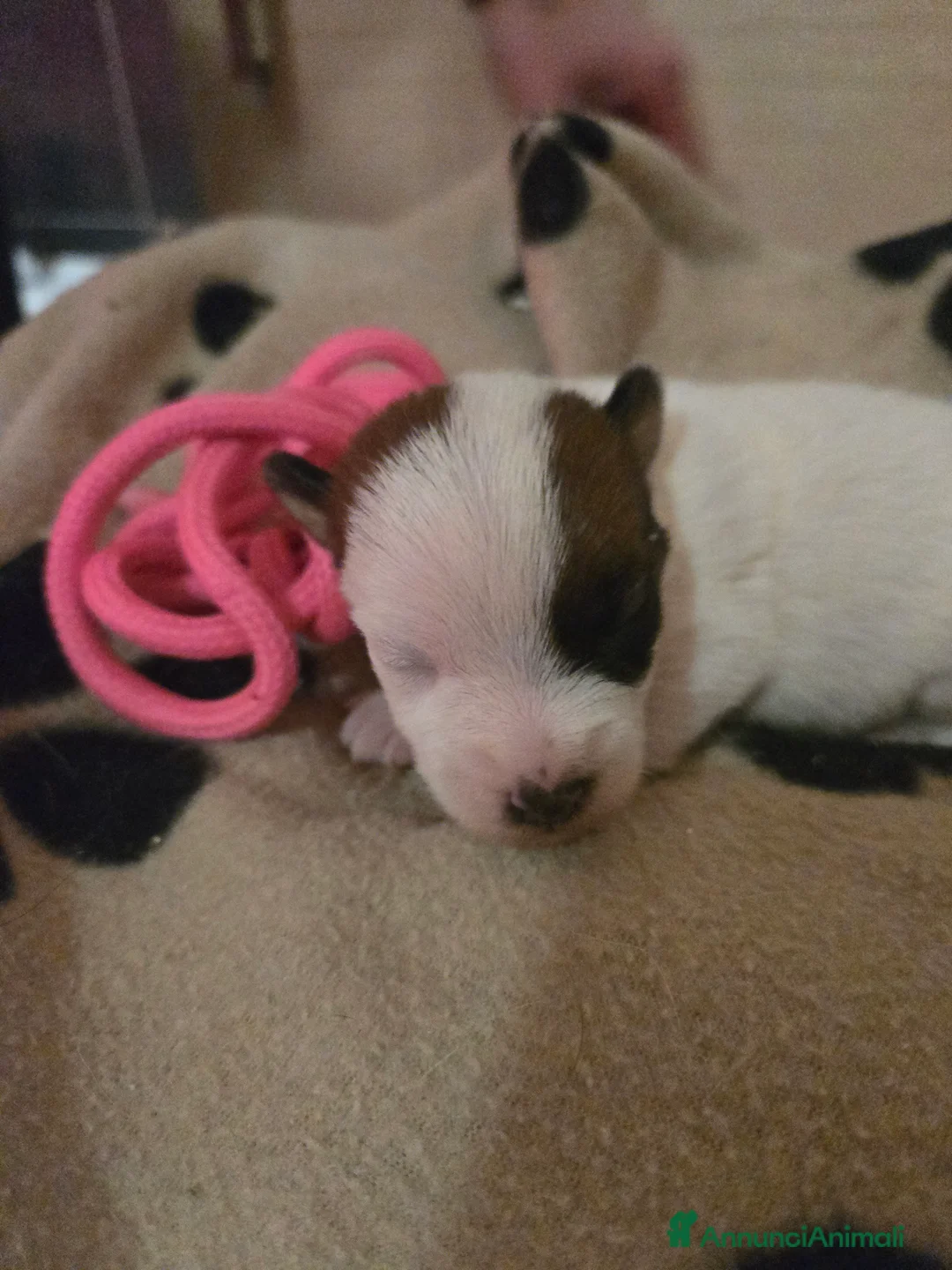 Jack Russell cani in vendita: Cuccioli di Jack Russell Terrier - Annuncio 8