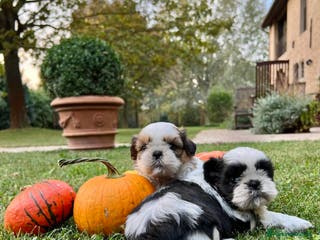 Shih Tzu cani SHIHTZU CUCCIOLI - Annuncio 4