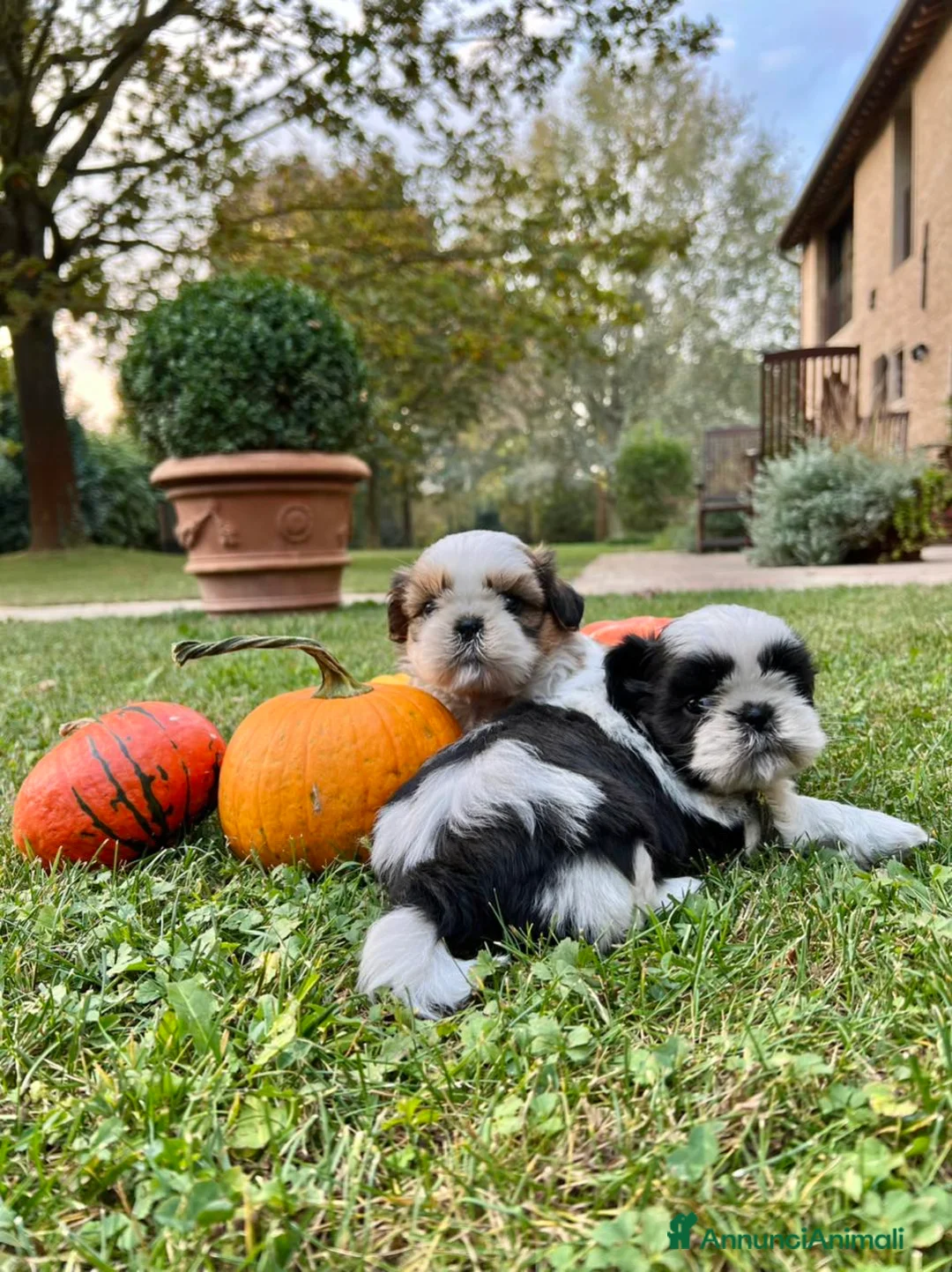 Shih Tzu cani in vendita: SHIHTZU CUCCIOLI - Annuncio 1