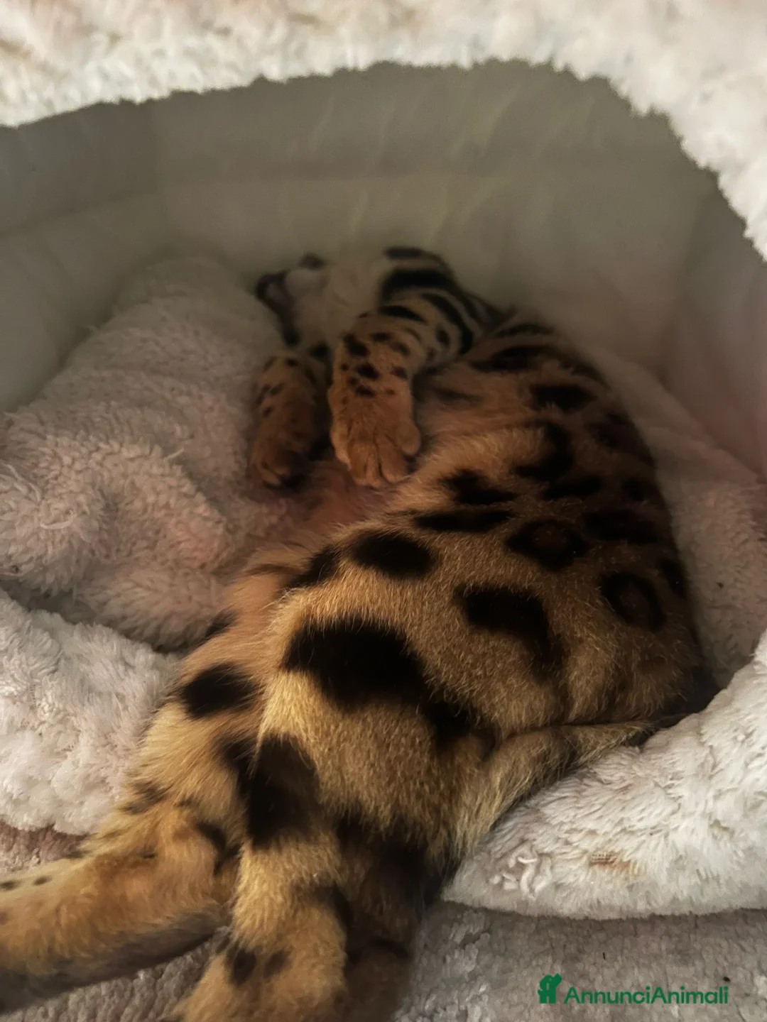 Bengala gatti in vendita: CUCCIOLO E ADULTO DI BENGALA  - Annuncio 4