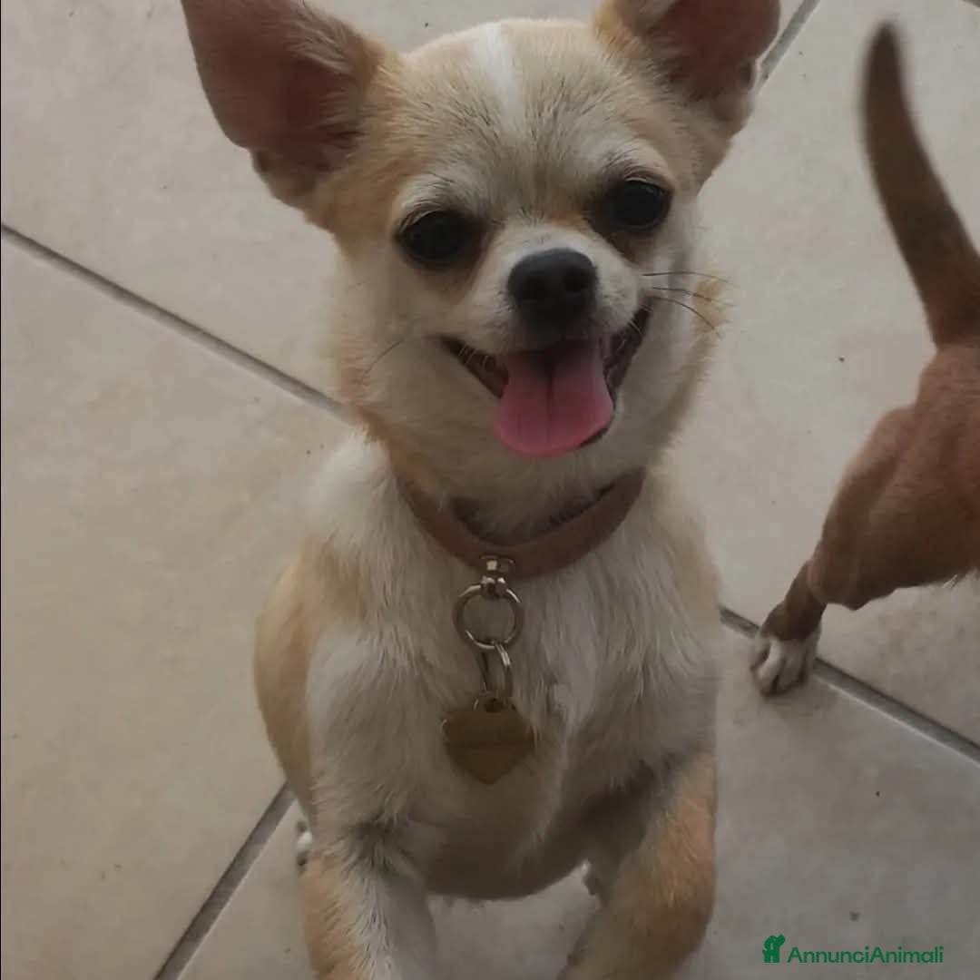 Chihuahua cani in vendita: Chihuahua maschietto  - Annuncio 3