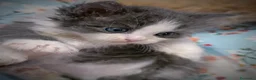 Siberiano gatti in vendita: Splendidi Cuccioli Gatto Siberiano Pedigree ENFI - Annuncio 17