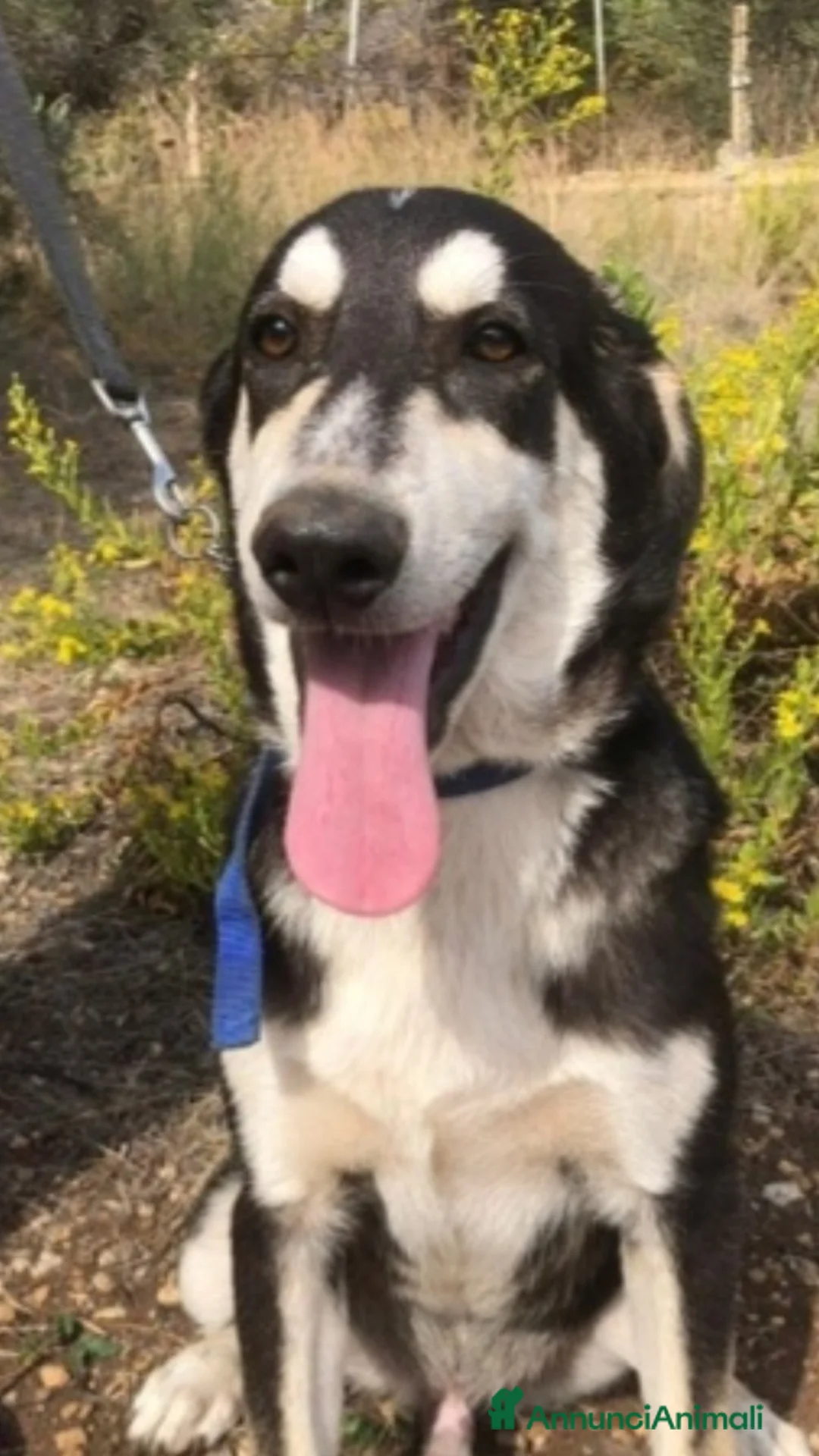 Meticcio cani in regalo: Mix Australian Shepherd 11mesi INVISIBILE.SICILIA - Annuncio 2