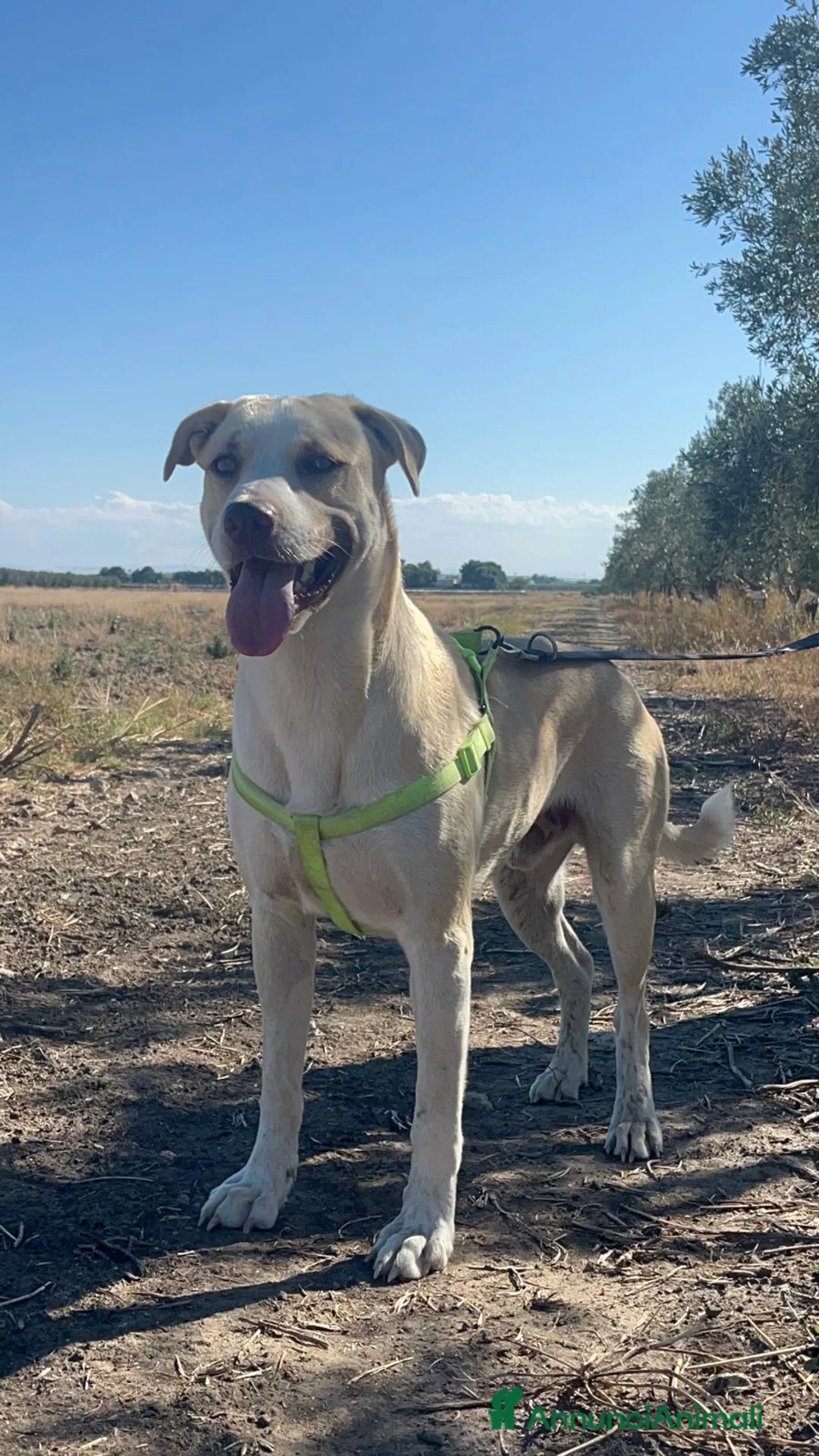 American Staffordshire cani in regalo: Simon - Annuncio 4