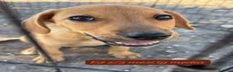 Meticcio cani in regalo: Trovatelli cercano urgentemente casa  a Provincia di Monza e della Brianza - Annuncio 7