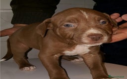 Pitbull cani in vendita: Ultimi tre cuccioli di Pitbull disponibili subito a Provincia di Varese - Immagine 3