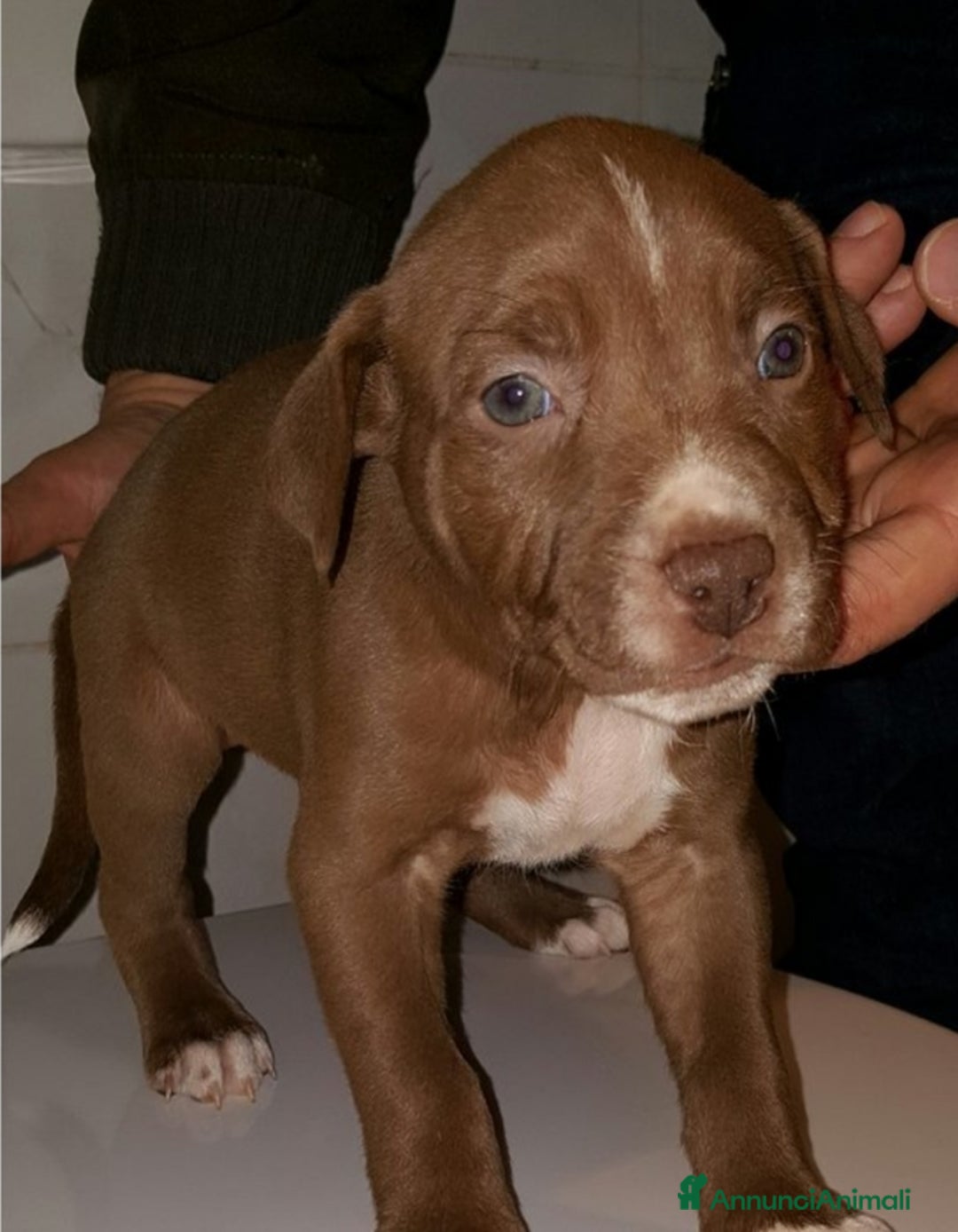 Pitbull cani in vendita: Ultimi tre cuccioli di Pitbull disponibili subito a Provincia di Varese - Immagine 3