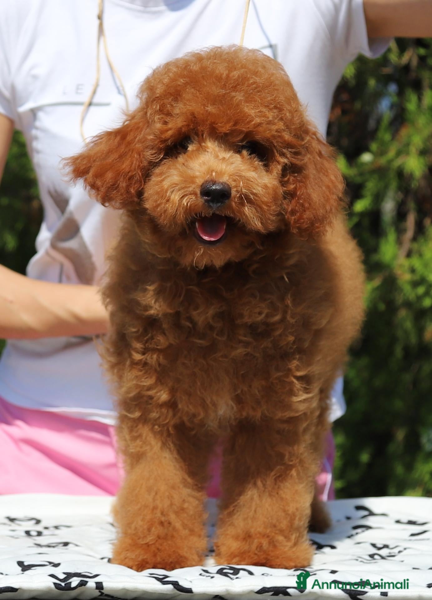 Barboncino Toy cani BARBONCINO TOY FULVO MASCHIO - Annuncio 7