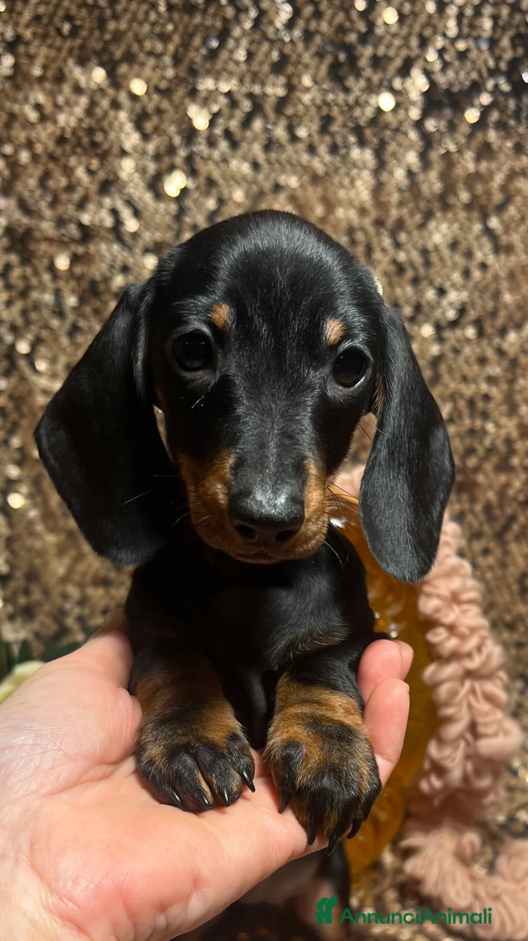 Bassotto cani in vendita: Cuccioli bassotto tedesco  - Annuncio 8